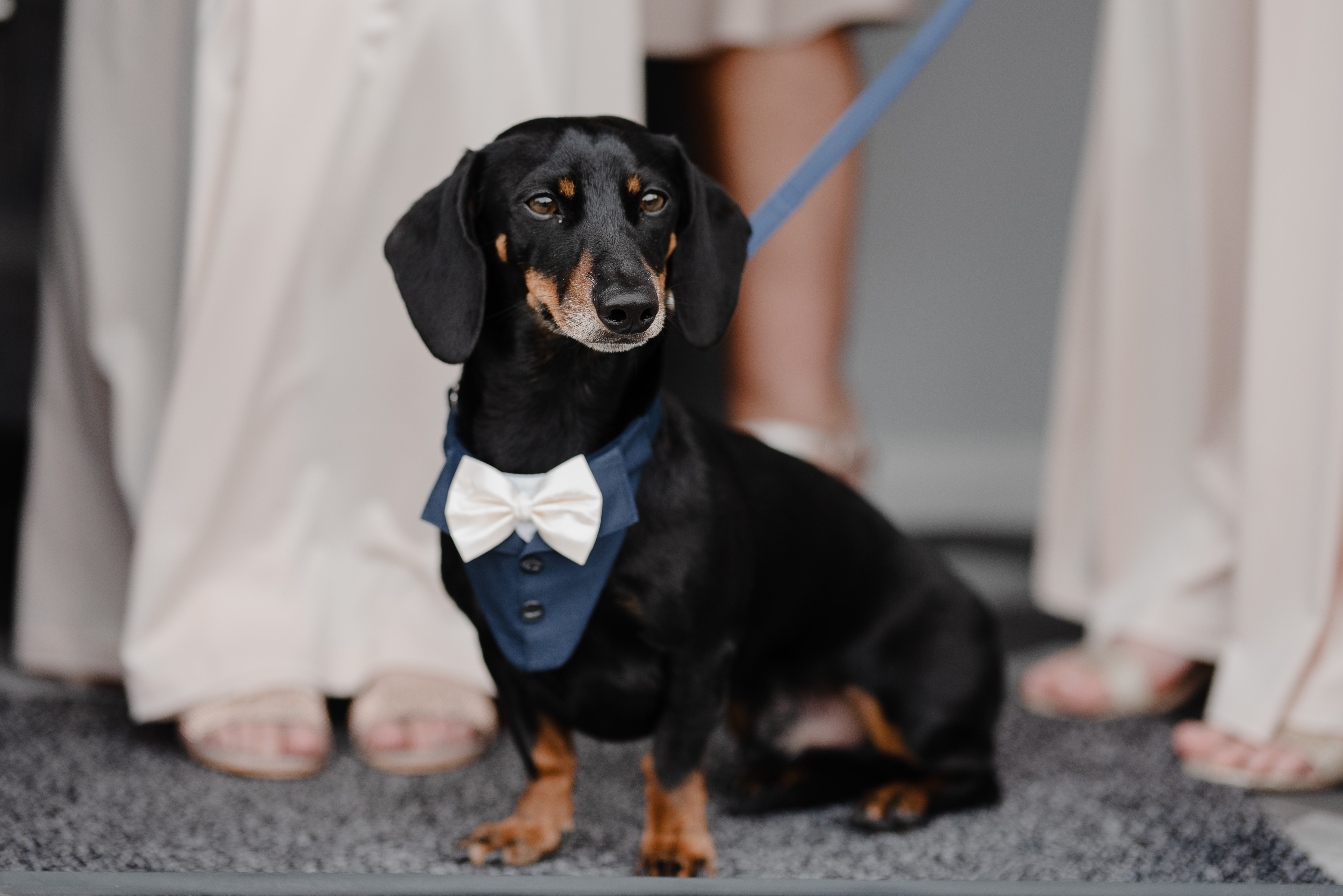 wedding dog